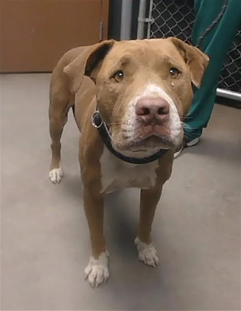 An adult large-sized female Pit Bull Terrier dog named Cinnamon for adoption in Phoenix, AZ