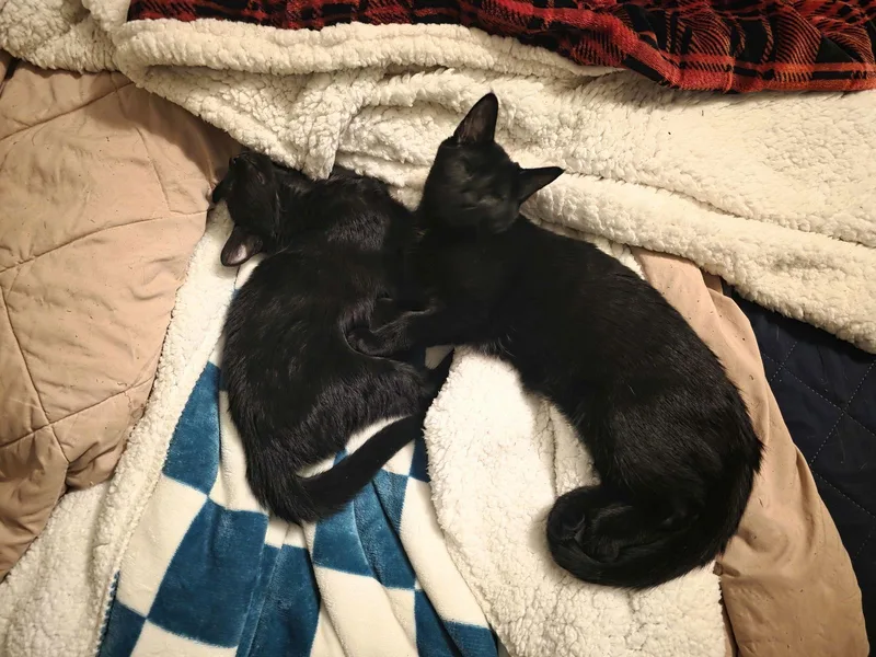 C Litter Muncy❤️