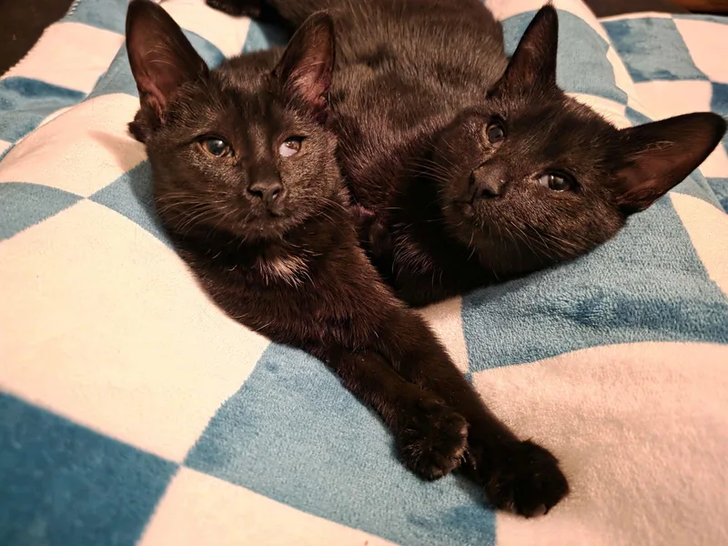 C Litter Muncy❤️ thumbnail 2