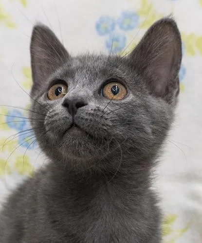 A baby small-sized female Gray / Blue / Silver Domestic Short Hair cat named Fifi for adoption in Encinitas, CA