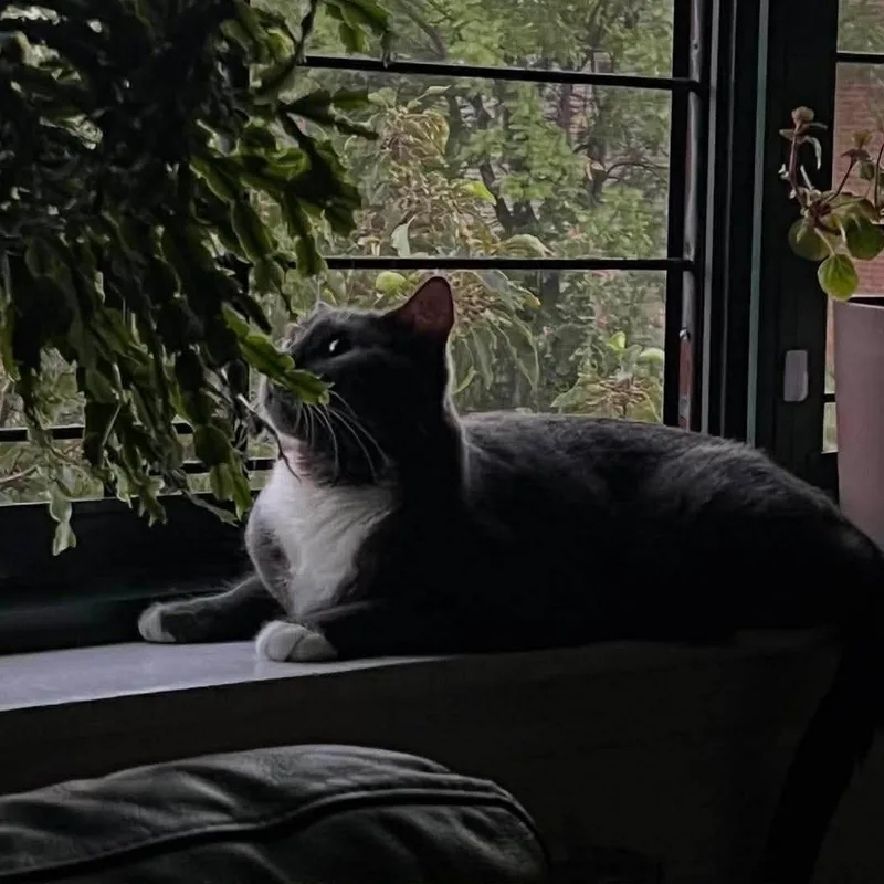 An adult medium-sized male Black & White / Tuxedo Tuxedo cat named Knox for adoption in Bayonne, NJ