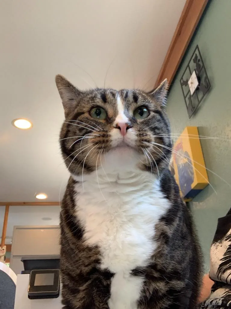 An adult medium-sized female Domestic Short Hair cat named Shachi for adoption in Coupeville, WA