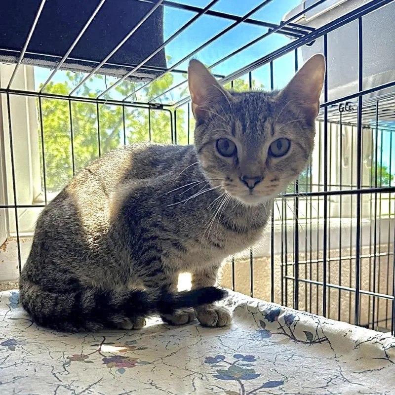 A young medium-sized male Brown / Chocolate Domestic Short Hair cat named Biscotti for adoption in Waynesboro, PA
