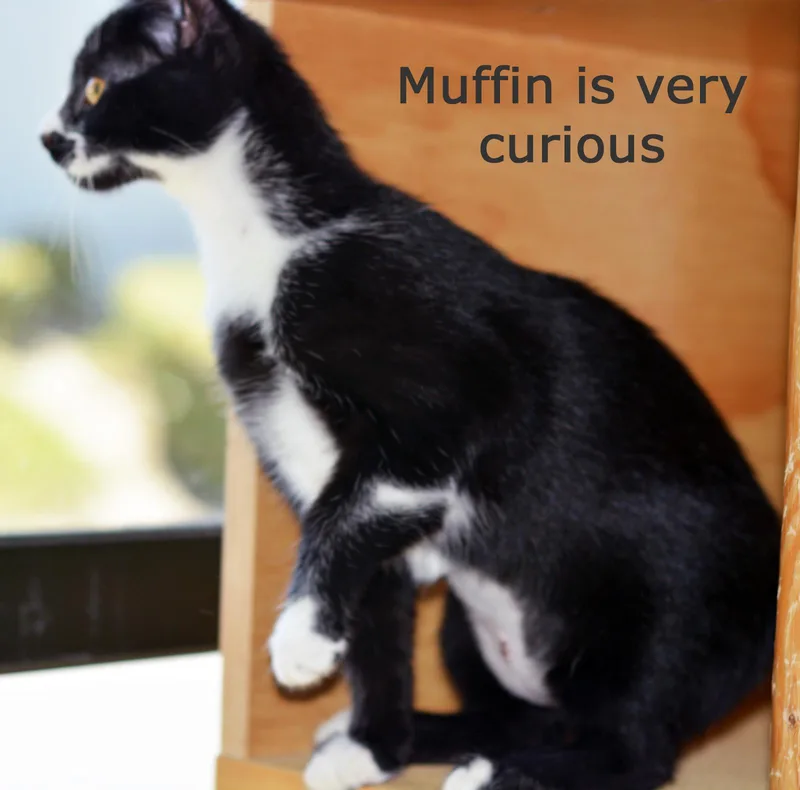 A baby medium-sized female Black & White / Tuxedo Domestic Short Hair cat named Muffins for adoption in San Clemente, CA