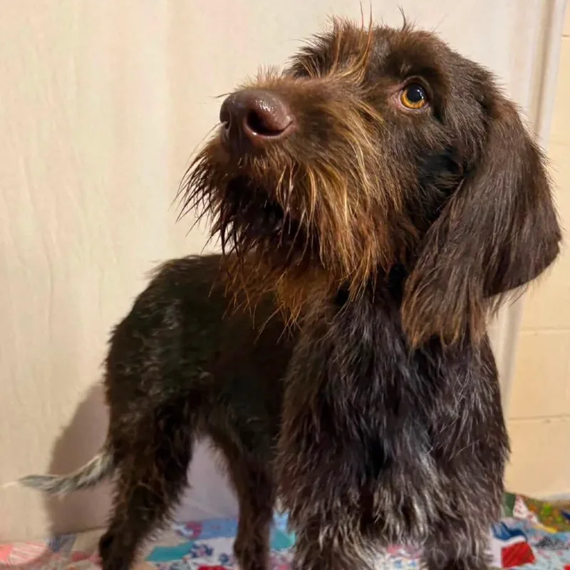 An adult small-sized female Brown / Chocolate German Wirehaired Pointer dog named Harper for adoption in Santa Rosa, CA
