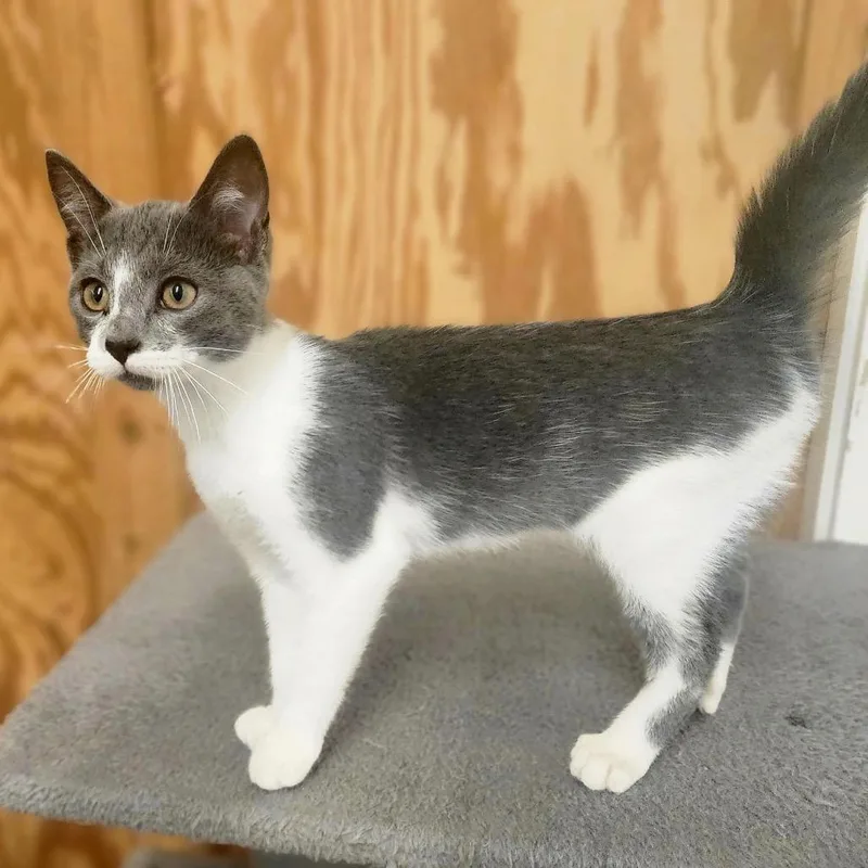 A baby small-sized male Gray / Blue / Silver Domestic Short Hair cat named Tofu for adoption in Denison, TX