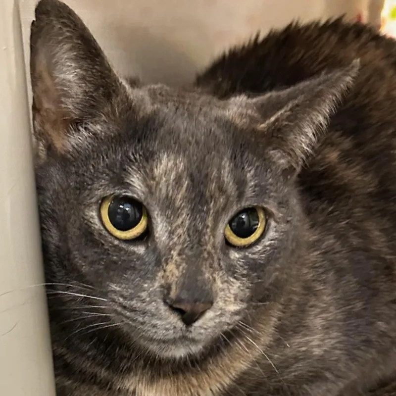 An adult medium-sized female Gray / Blue / Silver Domestic Short Hair cat named Bridget for adoption in Hampton Bays, NY