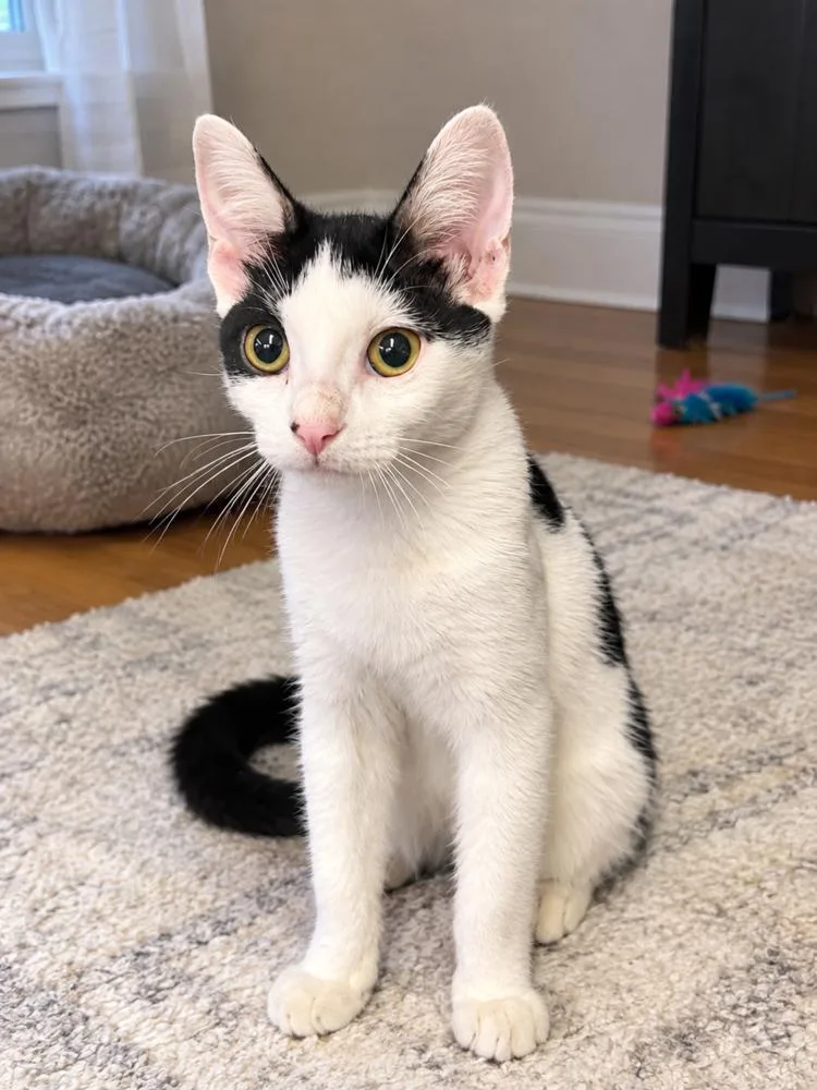 A baby small-sized female Black & White / Tuxedo Domestic Medium Hair cat named Ethel for adoption in Westwood, NJ