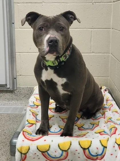 An adult large-sized female Pit Bull Terrier dog named Quinnie Jean for adoption in Fishers, IN