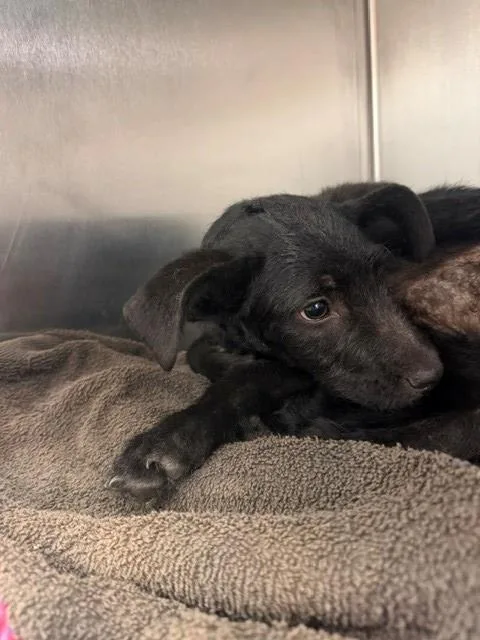 A young medium-sized female Poodle dog named Inky for adoption in Portland, ME