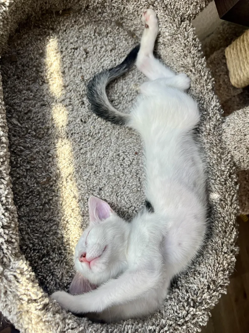 A baby medium-sized male White Domestic Short Hair cat named Spot for adoption in Las Vegas, NV