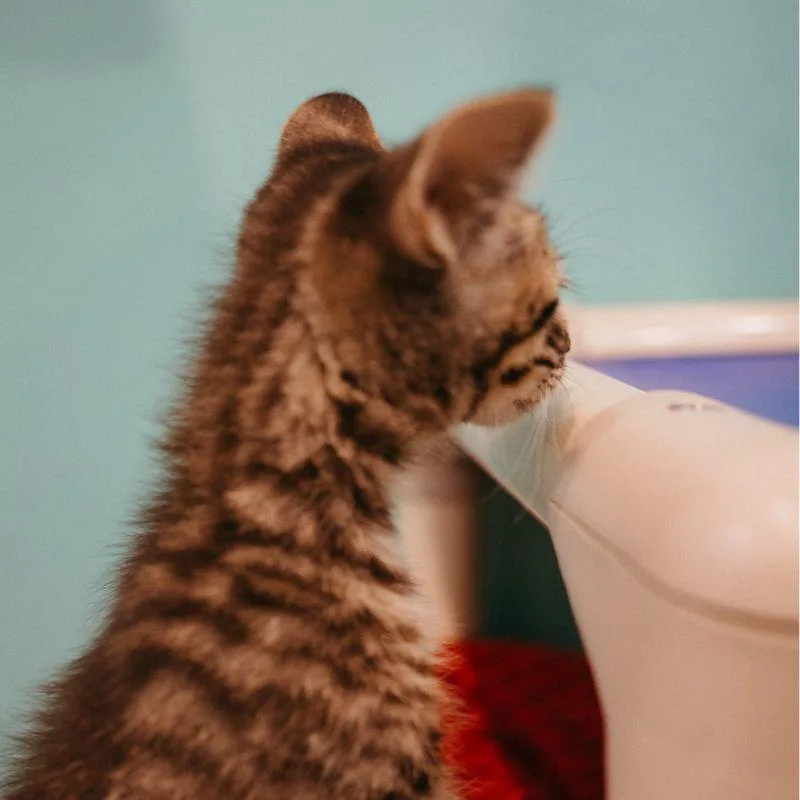 A baby medium-sized female Tabby (Buff / Tan / Fawn) Domestic Short Hair cat named Jellyfish for adoption in Jackson, WY