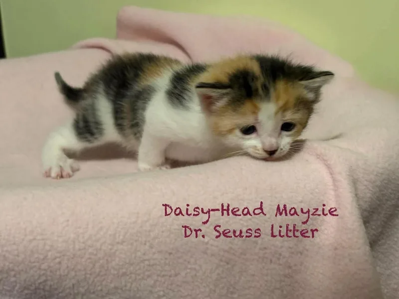 A baby medium-sized female Calico Domestic Short Hair cat named Daisyhead Mayzie for adoption in New Hartford, NY