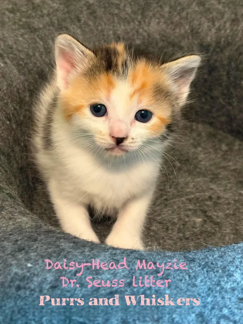 Daisyhead Mayzie thumbnail 3