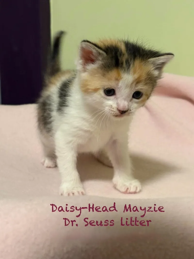 Daisyhead Mayzie thumbnail 4