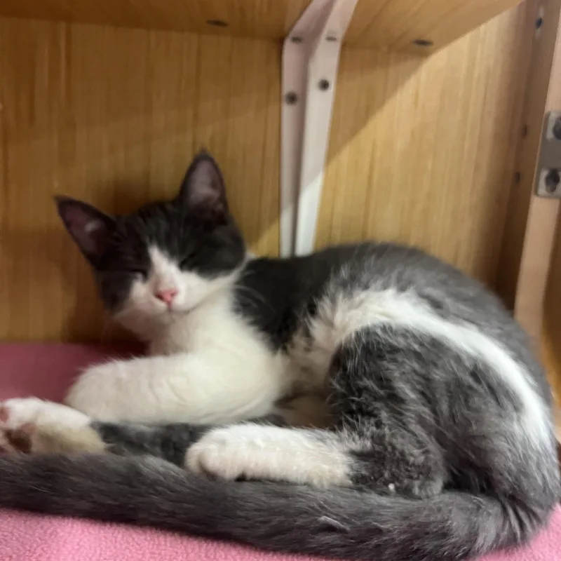 A baby small-sized female Gray & White Domestic Short Hair cat named Daisy & Peach for adoption in Manhattan, KS