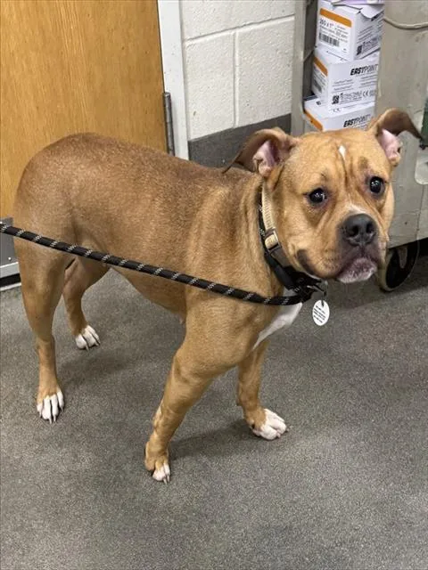 A young medium-sized female Pit Bull Terrier dog named Gia for adoption in Upper Marlboro, MD