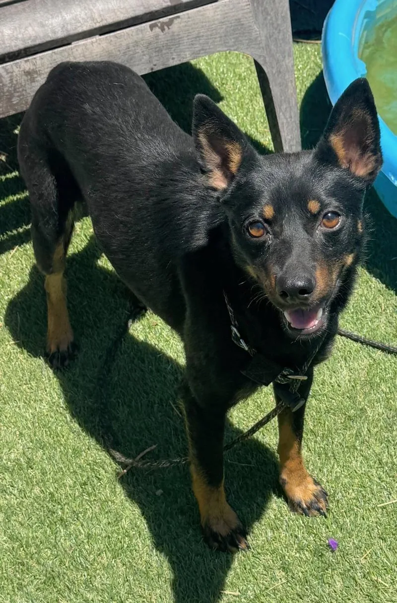 An adult small-sized female Bicolor Pug dog named Nix for adoption in Albuquerque, NM