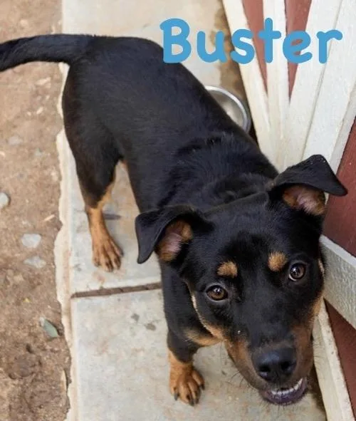 A young medium-sized male Brown / Chocolate Australian Cattle Dog / Blue Heeler dog named Buster for adoption in Bonita, CA