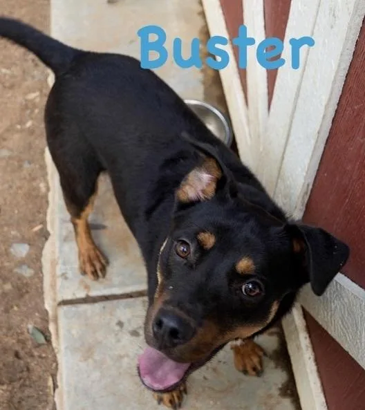 Buster thumbnail 2