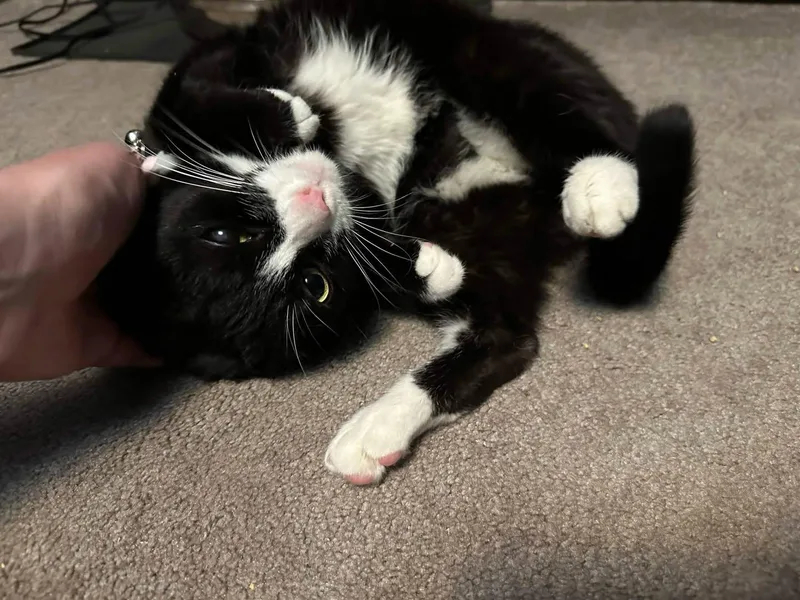 A young medium-sized female Black & White / Tuxedo Domestic Short Hair cat named Tormenta for adoption in Pittsburgh, PA