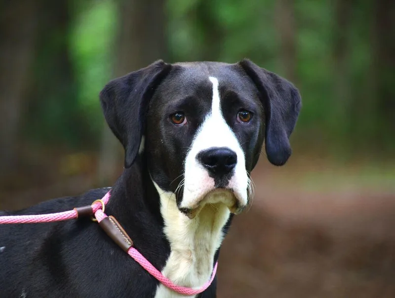 A young large-sized female Tricolor (Brown, Black, & White) Labrador Retriever dog named Kimmie for adoption in Willingboro, NJ