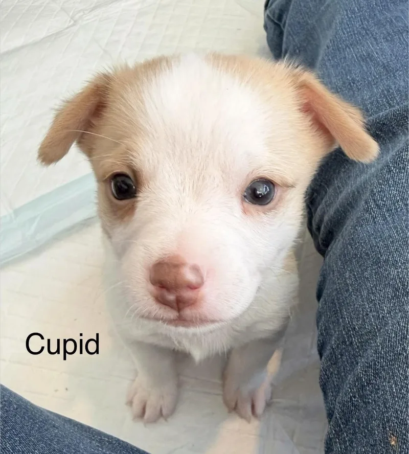 Cupid thumbnail 5