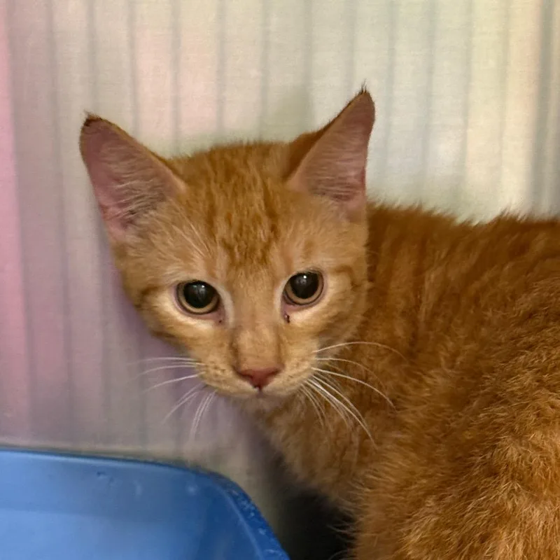 An adult medium-sized male Domestic Short Hair cat named #04 for adoption in Perkiomenville, PA