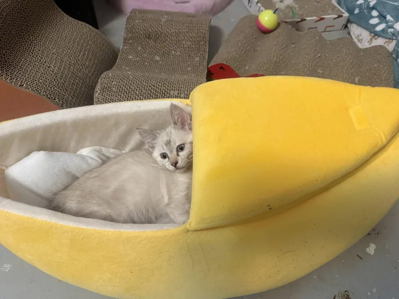 A baby medium-sized female Siamese cat named Gooey Butter for adoption in Fenton, MO