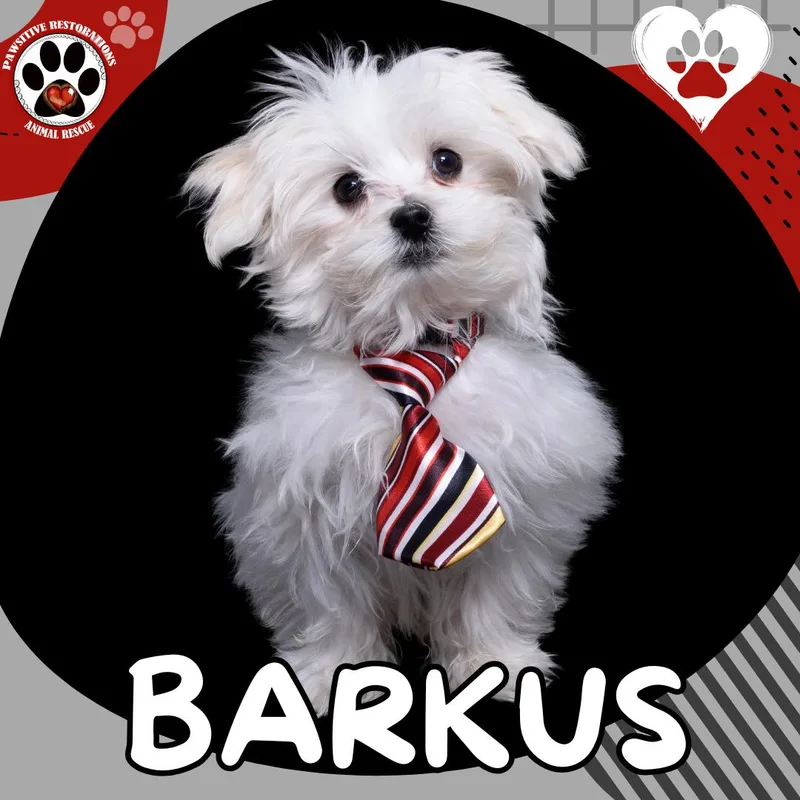 Barkus