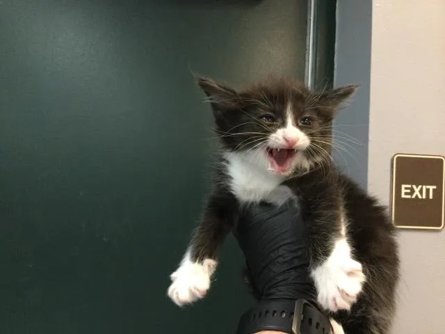 A baby small-sized female Domestic Medium Hair cat named Tuxie for adoption in Thousand Palms, CA