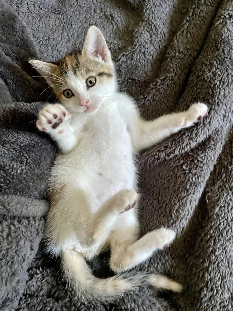 A baby medium-sized female Domestic Short Hair cat named Abby for adoption in Broomall, PA