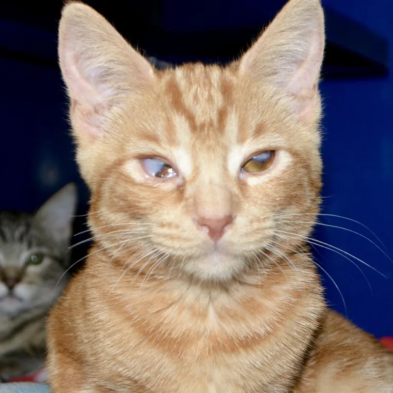 A baby small-sized female Orange / Red Domestic Short Hair cat named Amber for adoption in Los Angeles, CA