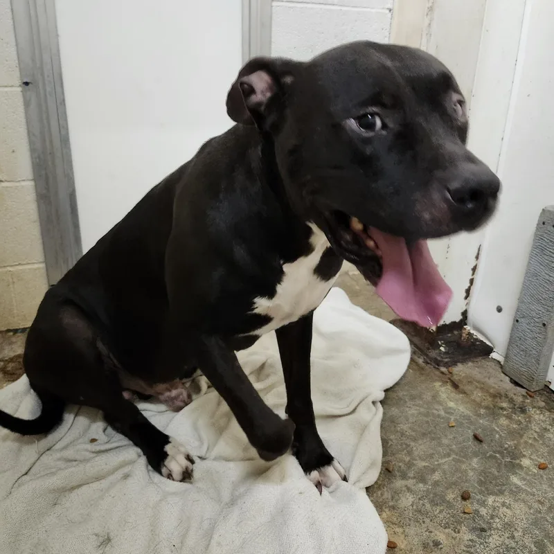 An adult large-sized male Black Mastiff dog named Gator for adoption in Chicopee, MA