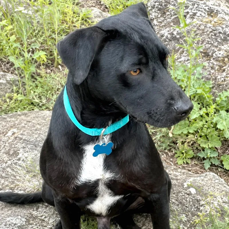 A young small-sized male Black Terrier dog named Riff for adoption in Boerne, TX