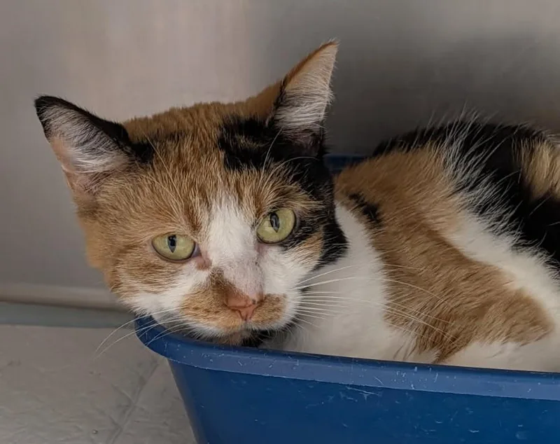An adult medium-sized female Calico Domestic Short Hair cat named Mommas for adoption in Yorkville, IL
