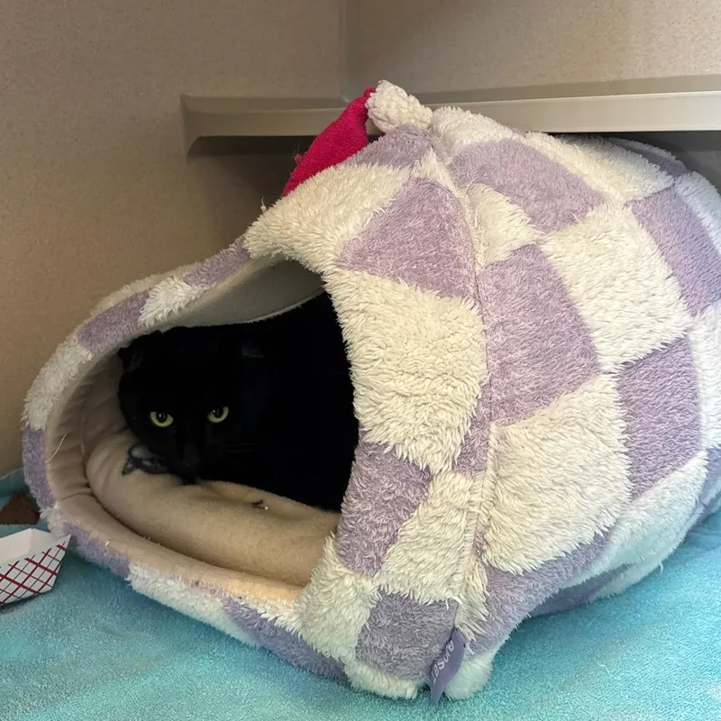 An adult large-sized female Black Domestic Short Hair cat named Sabrina for adoption in Redwood City, CA