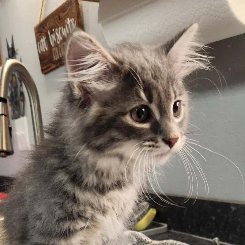 A baby small-sized female Gray / Blue / Silver Domestic Long Hair cat named Stelmaria for adoption in Brighton, MO