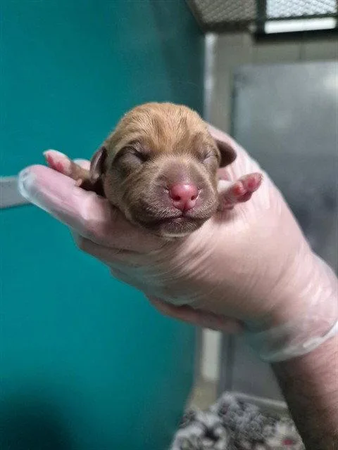 A baby medium-sized male Mixed Breed dog named Thorne for adoption in Holbrook, NY