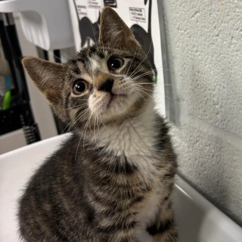 A baby small-sized male Brown / Chocolate Domestic Short Hair cat named Thing AT PETCO for adoption in Birdsboro, PA