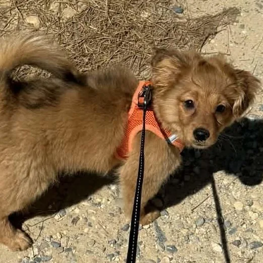 A baby small-sized female Miniature Poodle dog named Becca for adoption in Cherry Hill, NJ