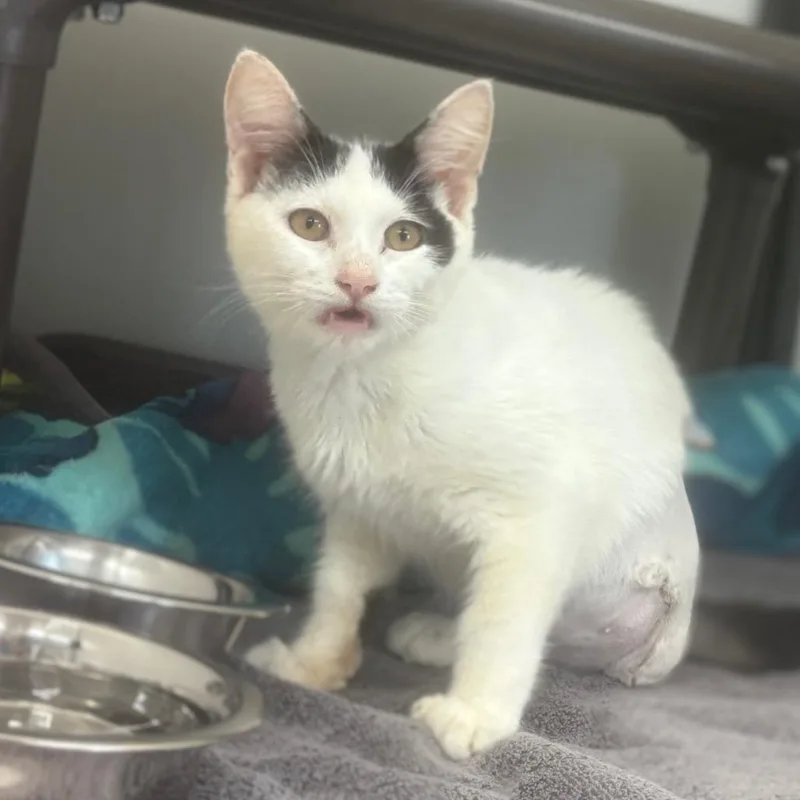 A baby small-sized male White Domestic Short Hair cat named Pogo for adoption in Naples, FL