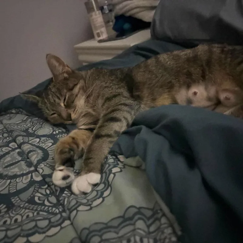 A young medium-sized female Brown / Chocolate Domestic Short Hair cat named Snickers for adoption in Jarrettsville, MD