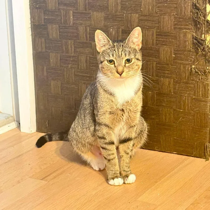 Snickers thumbnail 3