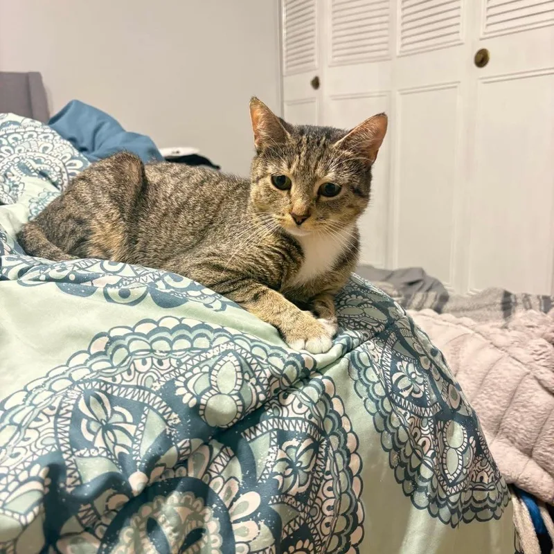 Snickers thumbnail 5