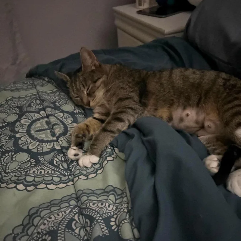 Snickers thumbnail 6