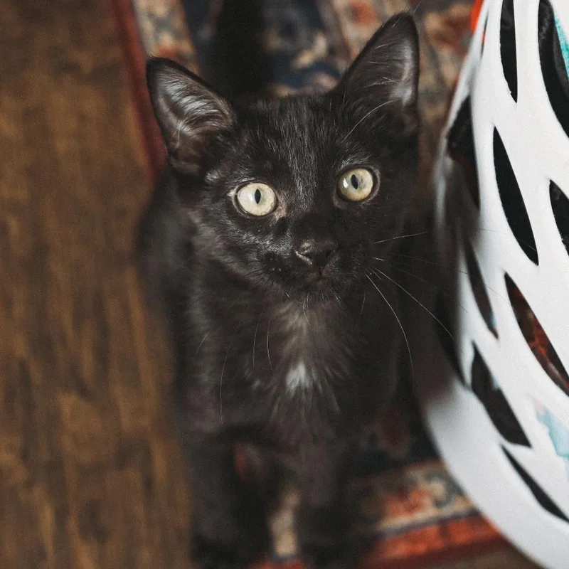 A baby small-sized male Black Domestic Short Hair cat named Rookie Jessup for adoption in Eagle Mountain, UT