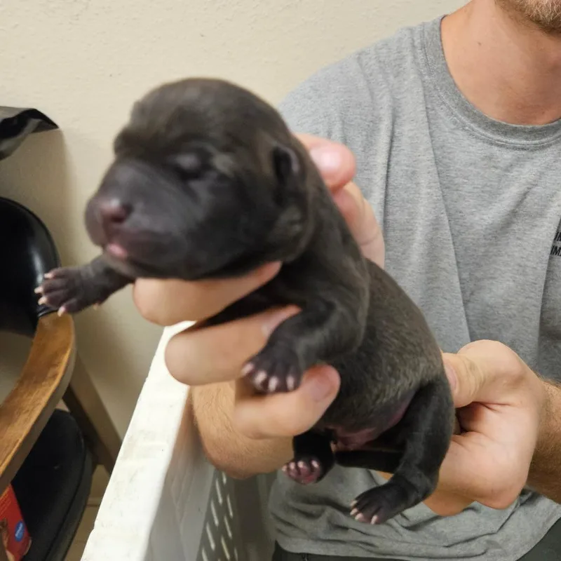 A baby small-sized male Brown / Chocolate Mixed Breed dog named ___ for adoption in Lake Panasoffkee, FL