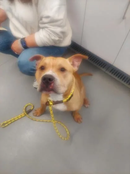 An adult medium-sized male Mixed Breed dog named Angus for adoption in West Chester, PA