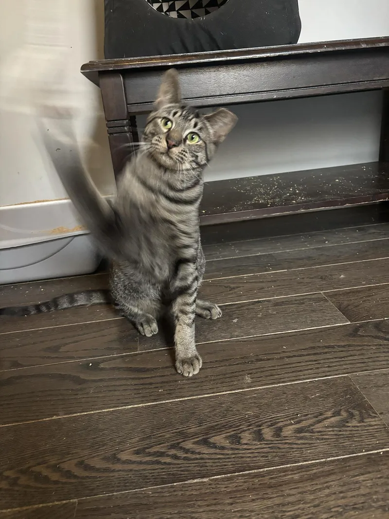 Brewster Holstein thumbnail 2